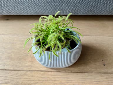 The Ribbed Reservoir Planter | Self-Watering Hydro-Pot - Thumbnail 4